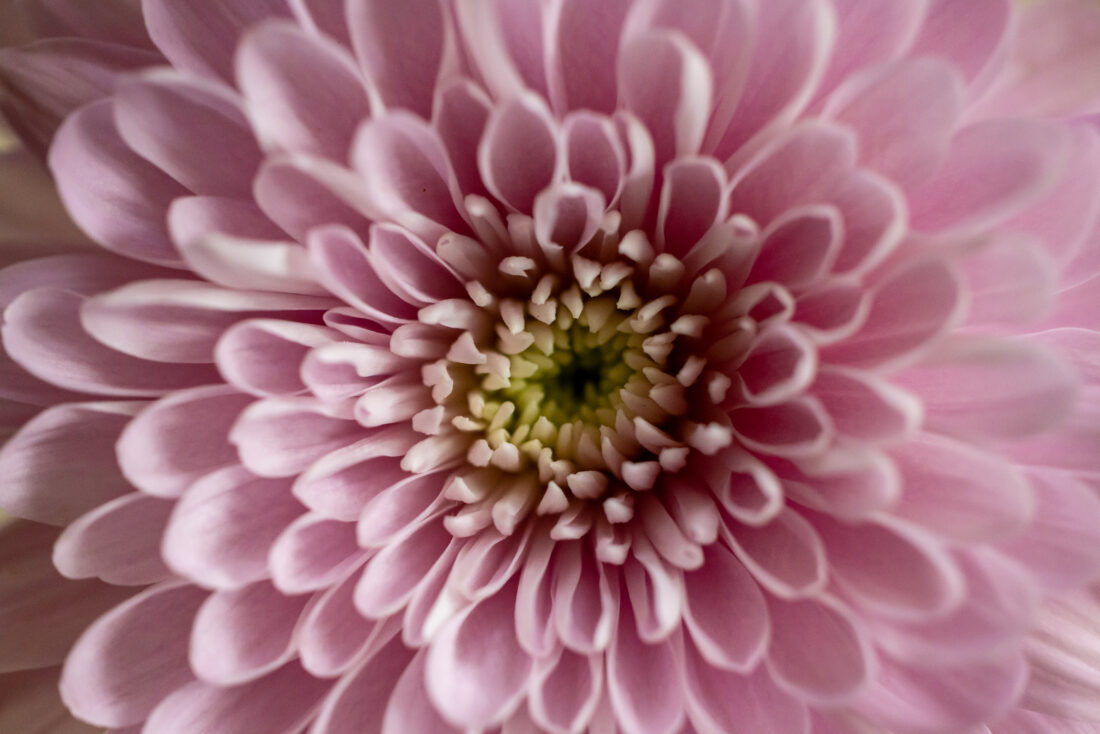 Free stock image of Flower Blossom Macro