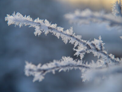 Ice Nature Branches