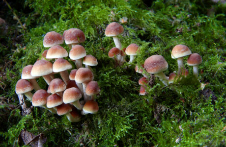 Mushroom Fungus Nature