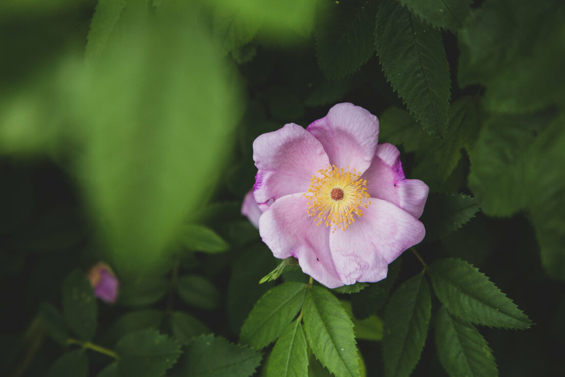 Free stock image of Pink Flower Close
