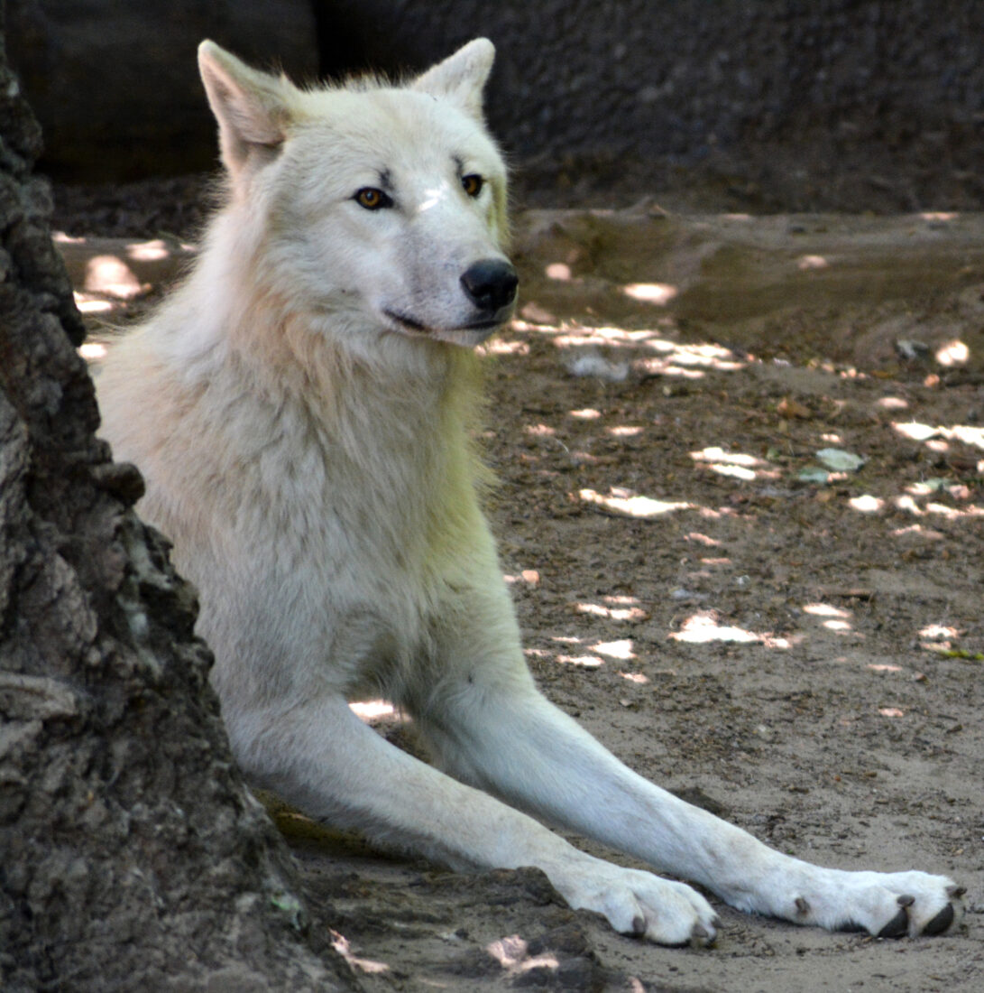Free stock image of White Wolf Animal