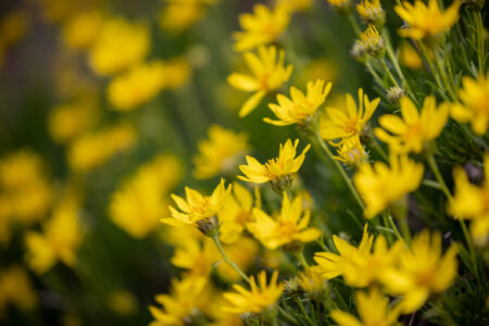 Flowers Garden Yellow