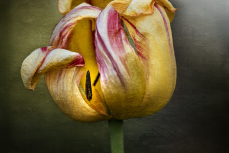 Spring Tulip Flower