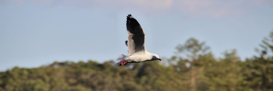 Bird in Flight