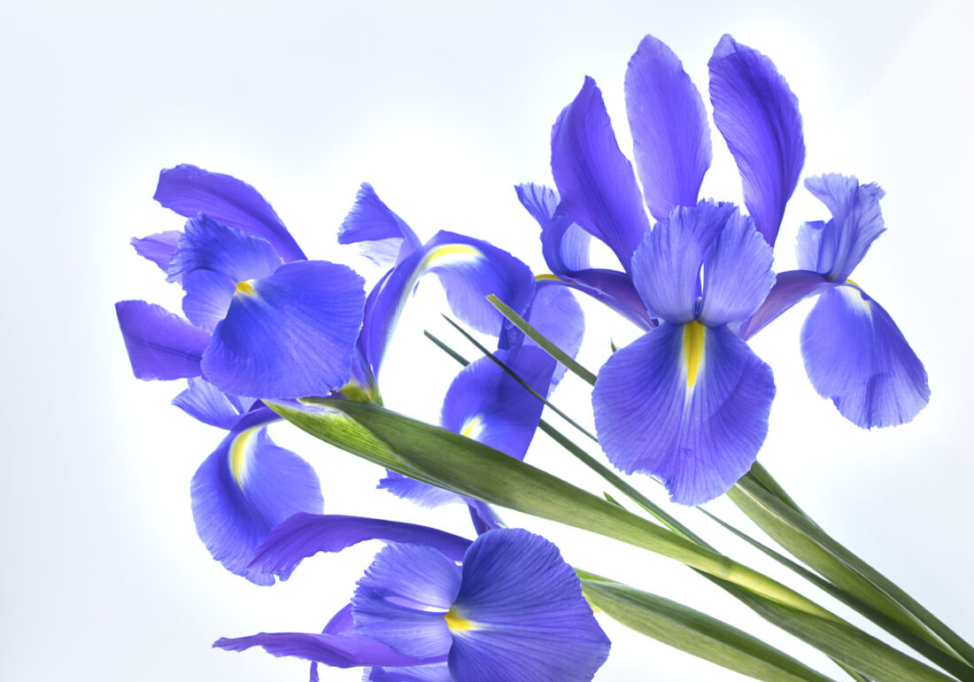 Free stock image of Flower Blossom Iris