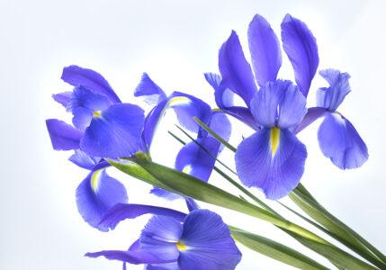 Flower Blossom Iris