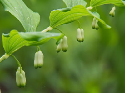 Bud Leaf Flower