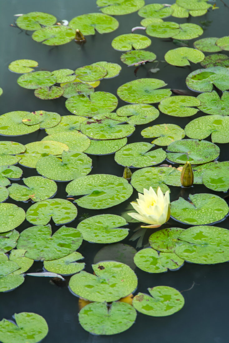 Free stock image of Lotus Flower Pond