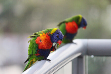 Colorful Birds Nature