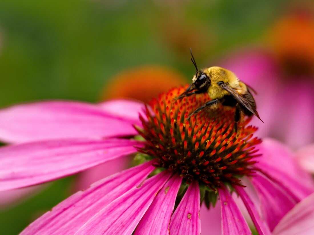 Free stock image of Bee Flower Pollen