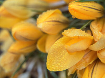 Macro Blossom Flower