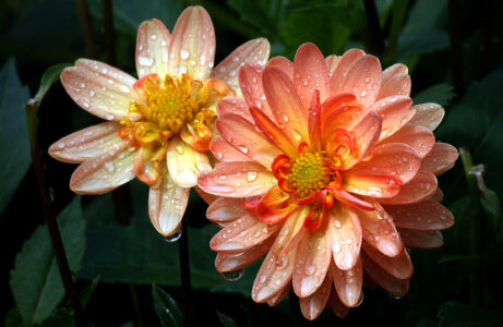 Macro Flower Garden