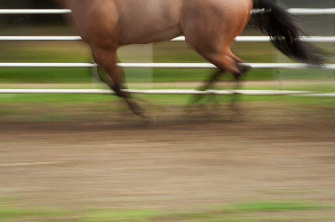 Free stock image of Running Horse Animal