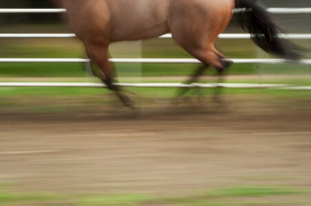 Running Horse Animal