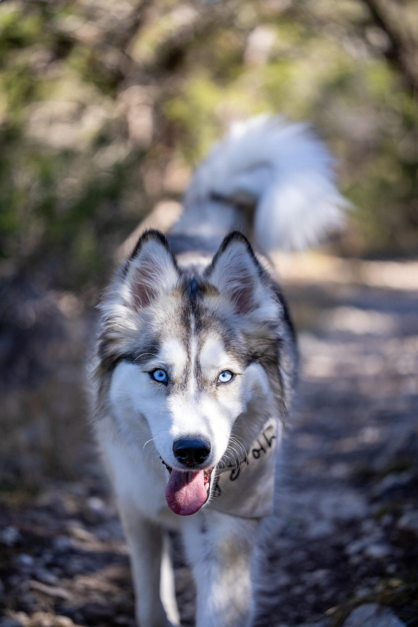 Husky Dog Outdoors Royalty-Free Stock Photo