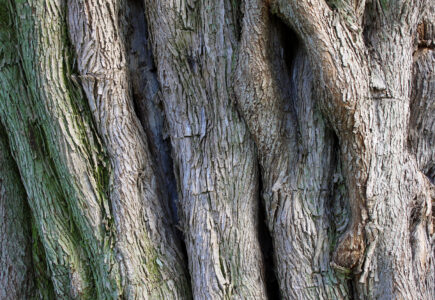 Tree Bark Texture