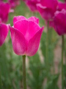 Tulip Pink Flower