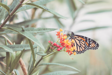 Butterfly Close Insect