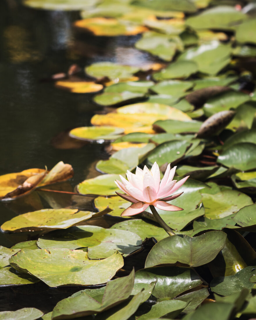 Free stock image of Lily Pads Nature