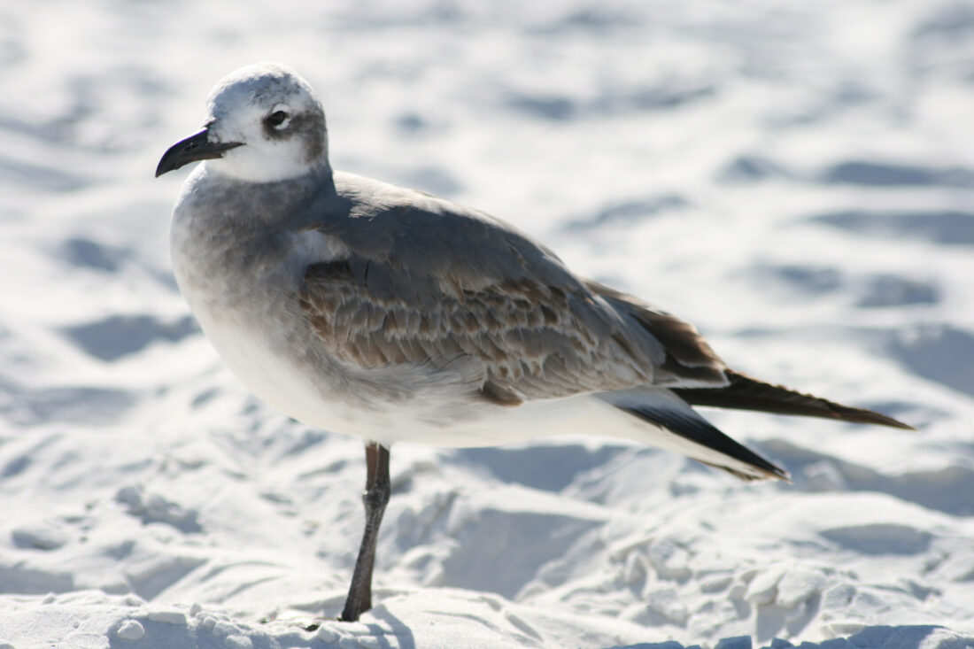 Free stock image of Seagull Bird Shore