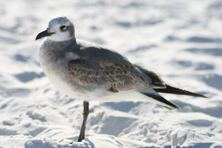 Seagull Bird Shore