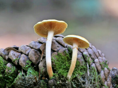 Mushroom Fungus Nature