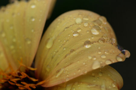 Flower Rain Drops