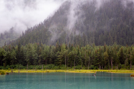 Mountain Trees Landscape