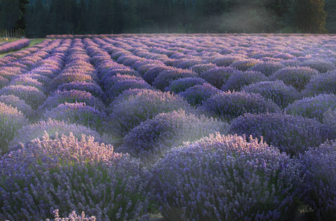 Free stock image of Purple Flowers Field