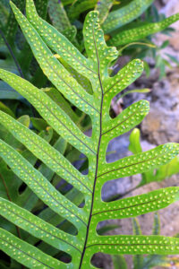 Tropical Leaf Background