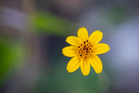 Yellow Flower Close