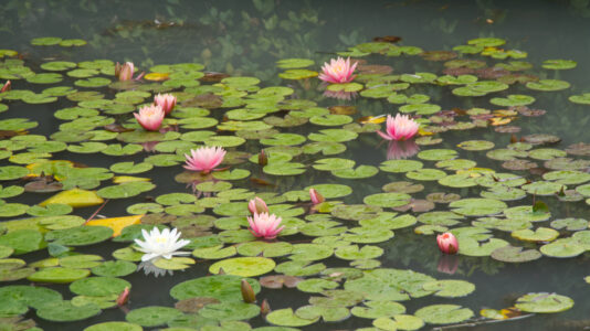 Water Lotus Pond