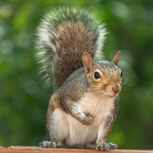 Nature Squirrel Animal