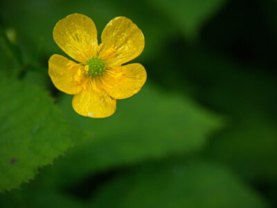 Yellow Flower Garden