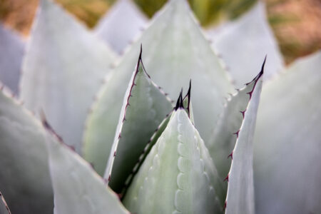 Aloe Plant Leaf