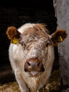 Cow Animal Face