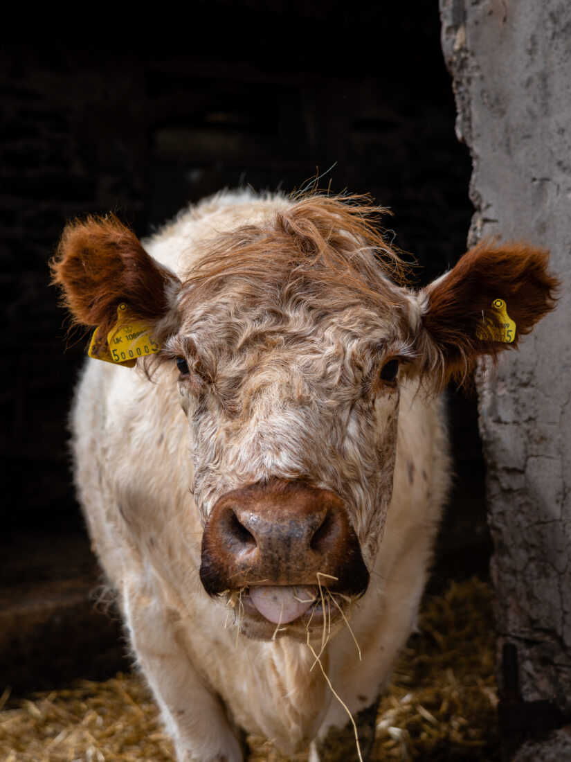 Free stock image of Cow Animal Face