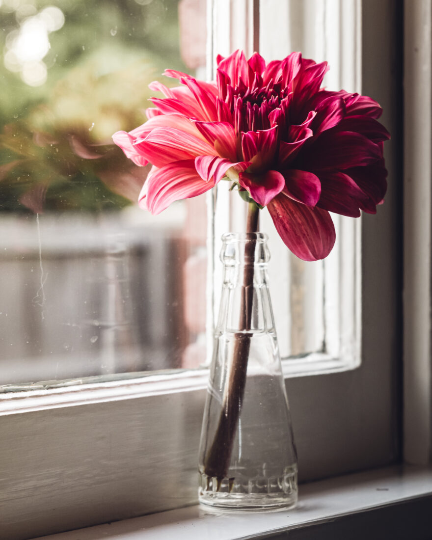Free stock image of Flower Vase Window