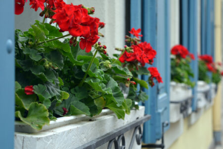 Flower Plant Window