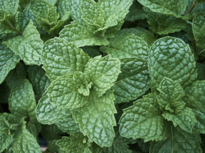 Fresh Mint Leaves