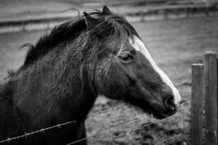 Horse Head Animal