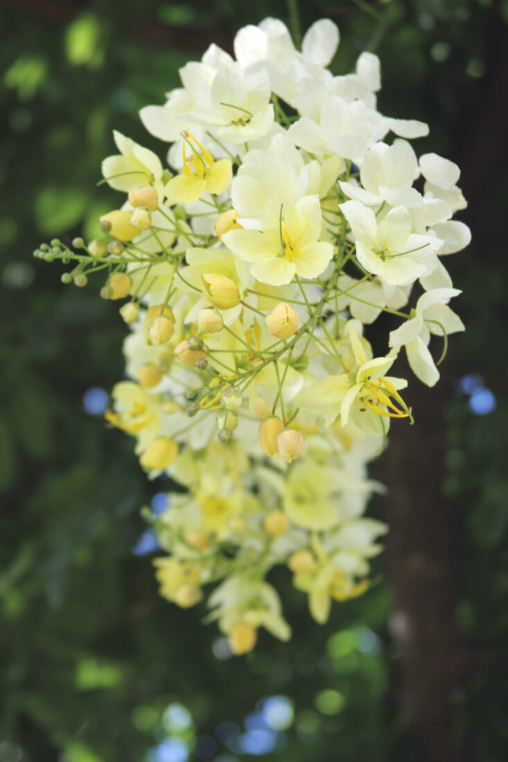 Free stock image of White Flowers Nature