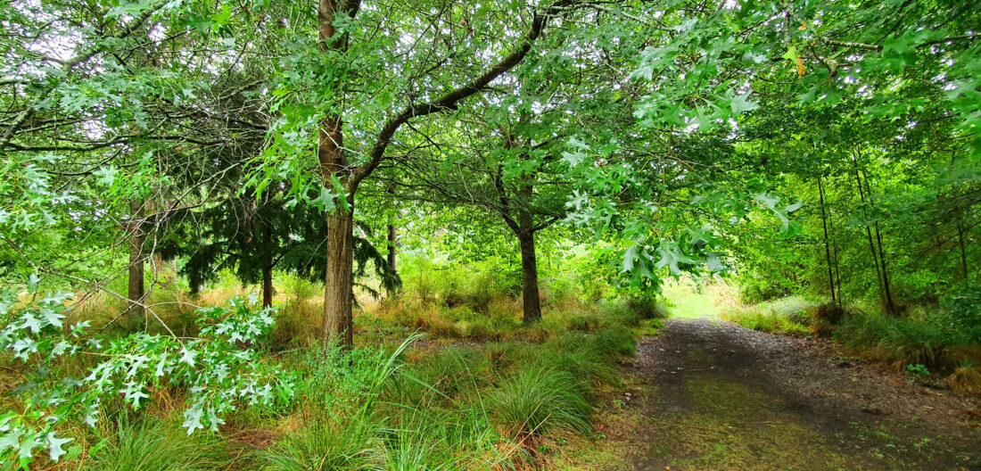 Free stock image of Nature Path Trees