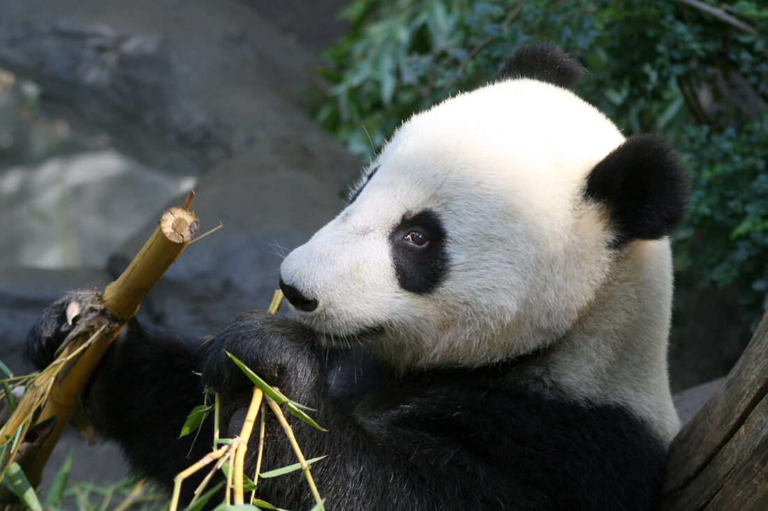 Free stock image of Panda Bear Animal
