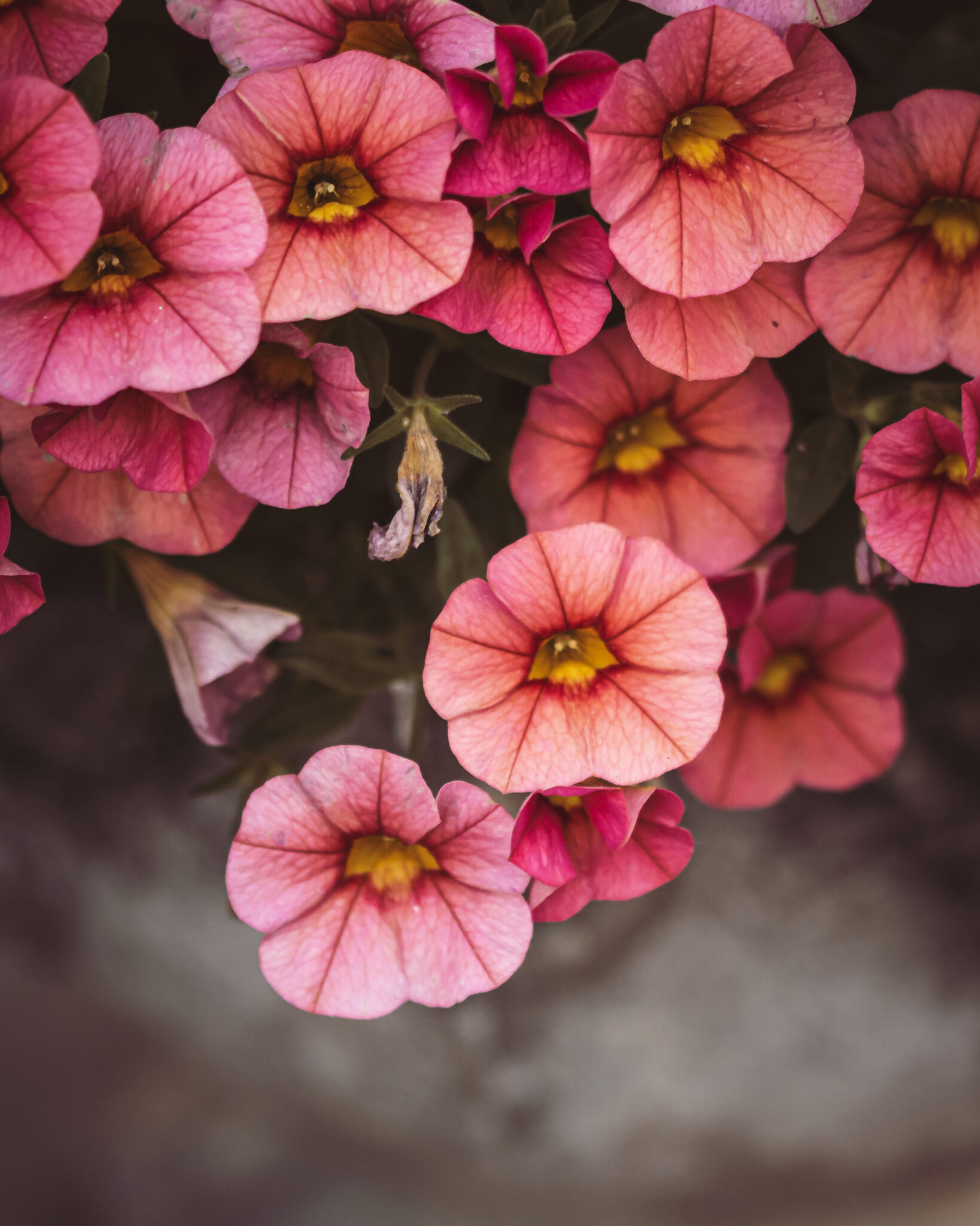 Flowers Floral Background Royalty-Free Stock Photo