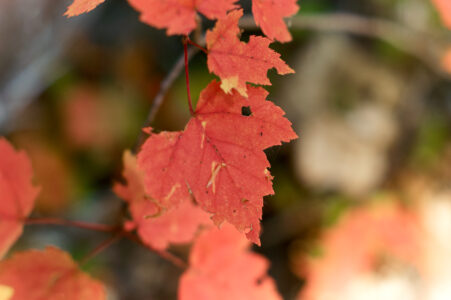 Fall Leaf Autumn