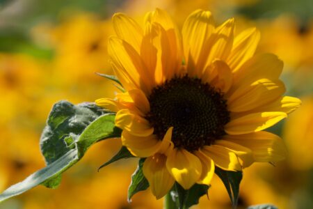 Sunflower Flowers Close