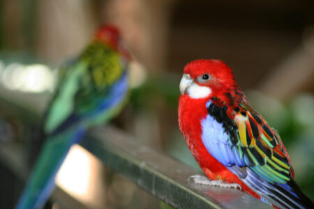 Colorful Birds Wildlife