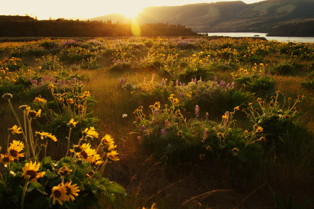 Free stock image of Summer Meadow Sunlight