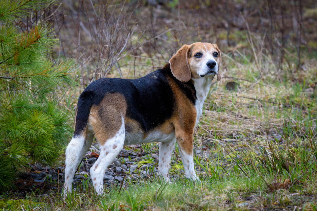 Free stock image of Beagle Dog Nature